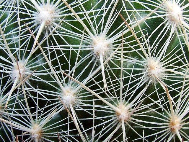 Escobaria_ tuberculosa _SB79 _02a